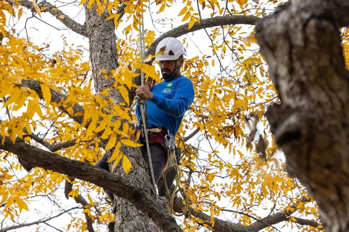 Skilled Storm Damage Cleanup crew working in Blaine