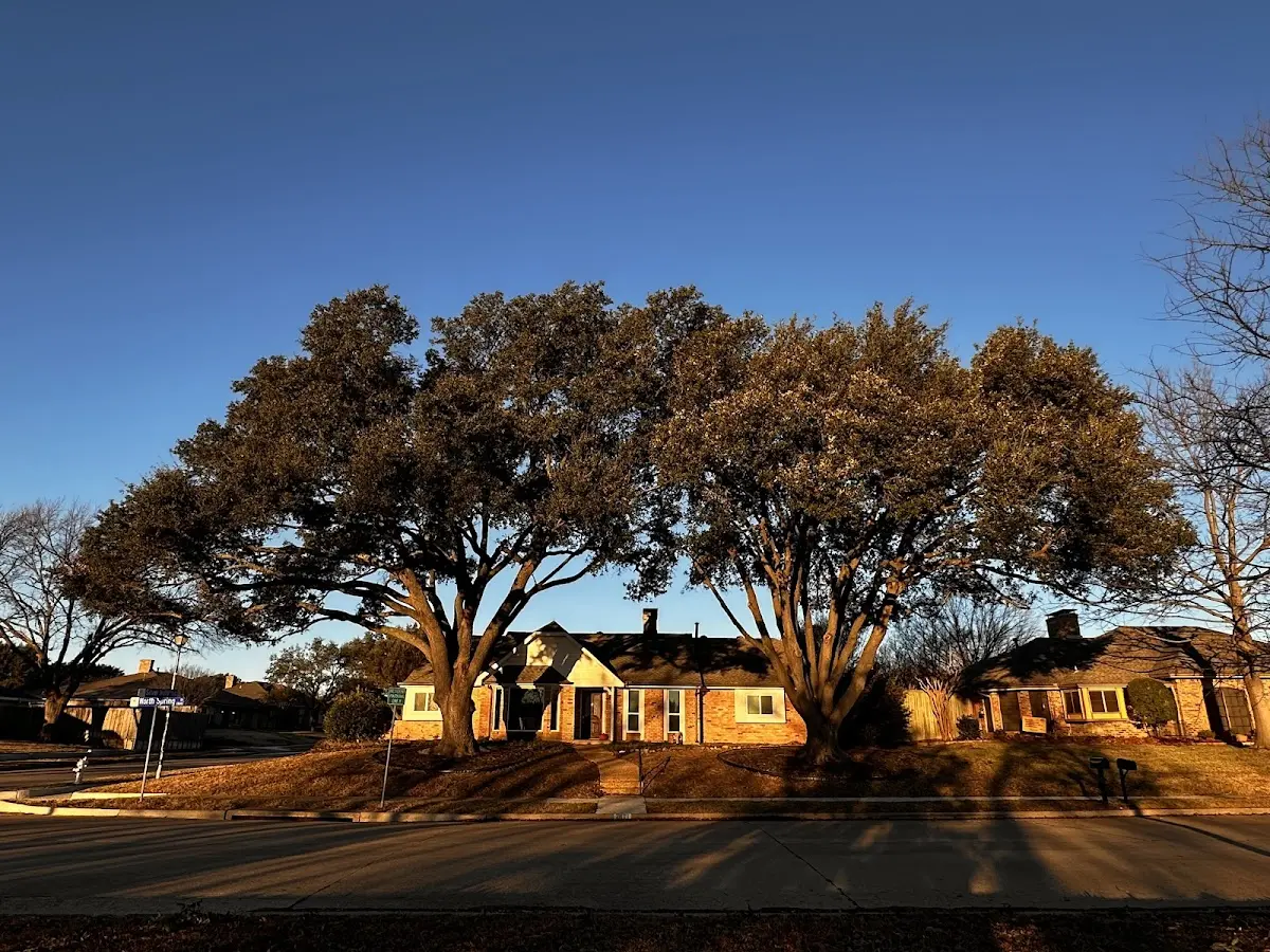 Established residential canopy tree shading a home in Blaine